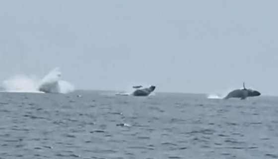 مشهد نادر لـ3 حيتان حدباء تؤدي 