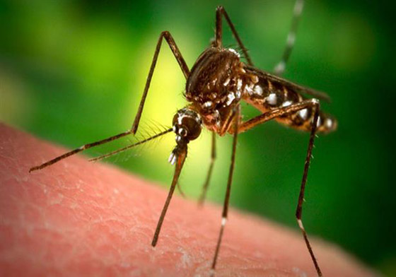 8 نصائح لتجنب لدغات البعوض في موسم الصيف والعطلات صورة رقم 1