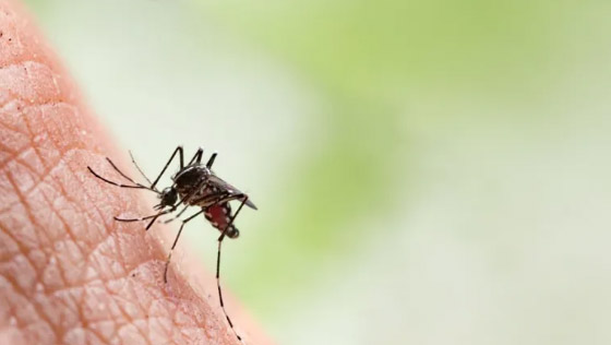 8 نصائح لتجنب لدغات البعوض في موسم الصيف والعطلات صورة رقم 5