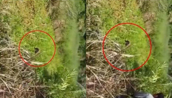 فيديو: سيدة إندونيسية تنجو من هجوم تمساح بأعجوبة.. قاومته 90 دقيقة! صورة رقم 2 فيديو: سيدة إندونيسية تنجو من هجوم تمساح بأعجوبة.. قاومته 90 دقيقة! صورة رقم 2