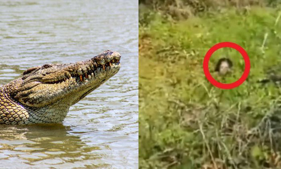 فيديو: سيدة إندونيسية تنجو من هجوم تمساح بأعجوبة.. قاومته 90 دقيقة! صورة رقم 3 فيديو: سيدة إندونيسية تنجو من هجوم تمساح بأعجوبة.. قاومته 90 دقيقة! صورة رقم 3