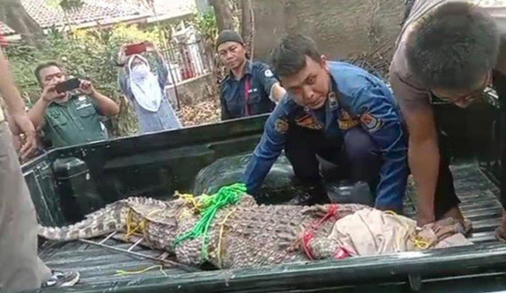 فيديو: سيدة إندونيسية تنجو من هجوم تمساح بأعجوبة.. قاومته 90 دقيقة! صورة رقم 4 فيديو: سيدة إندونيسية تنجو من هجوم تمساح بأعجوبة.. قاومته 90 دقيقة! صورة رقم 4