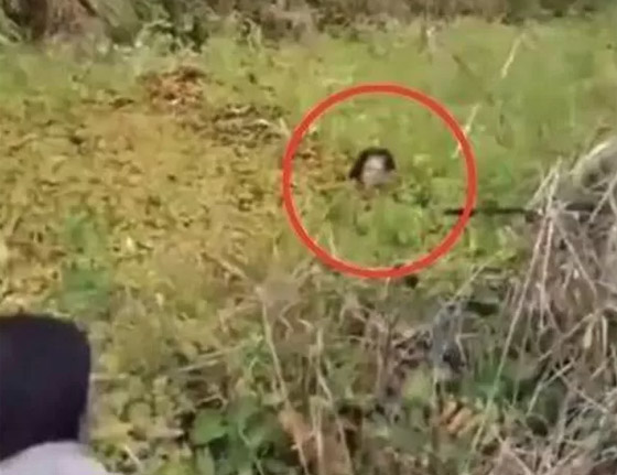 فيديو: سيدة إندونيسية تنجو من هجوم تمساح بأعجوبة.. قاومته 90 دقيقة! صورة رقم 6 فيديو: سيدة إندونيسية تنجو من هجوم تمساح بأعجوبة.. قاومته 90 دقيقة! صورة رقم 6