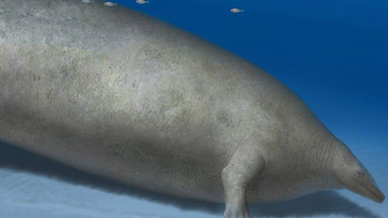 حوت من فجر التاريخ.. العثور على أضخم مخلوق عرفته الأرض! فيديو صورة رقم 5