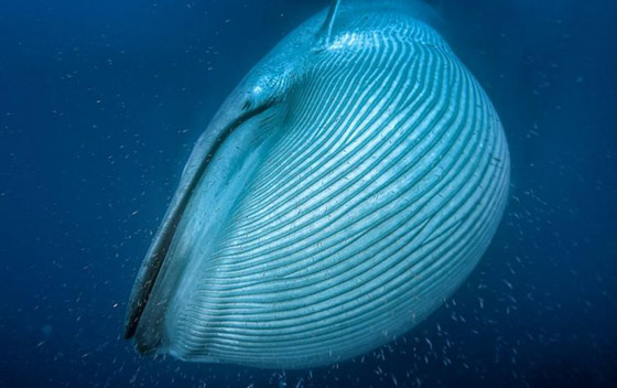 حوت من فجر التاريخ.. العثور على أضخم مخلوق عرفته الأرض! فيديو صورة رقم 6