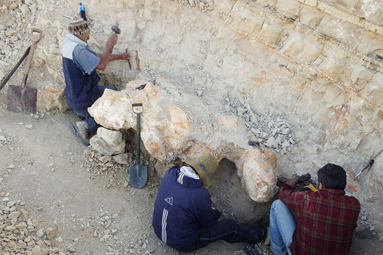 حوت من فجر التاريخ.. العثور على أضخم مخلوق عرفته الأرض! فيديو صورة رقم 7