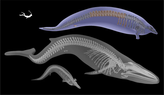 حوت من فجر التاريخ.. العثور على أضخم مخلوق عرفته الأرض! فيديو صورة رقم 8