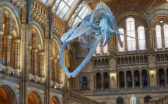 حوت من فجر التاريخ.. العثور على أضخم مخلوق عرفته الأرض! فيديو صورة رقم 10