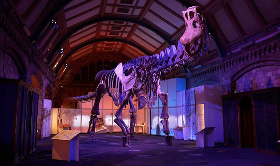 حوت من فجر التاريخ.. العثور على أضخم مخلوق عرفته الأرض! فيديو صورة رقم 11