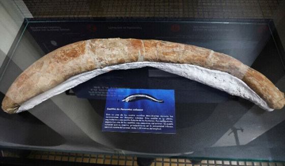 حوت من فجر التاريخ.. العثور على أضخم مخلوق عرفته الأرض! فيديو صورة رقم 14