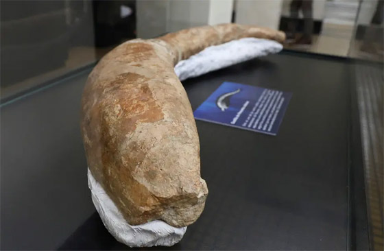 حوت من فجر التاريخ.. العثور على أضخم مخلوق عرفته الأرض! فيديو صورة رقم 2