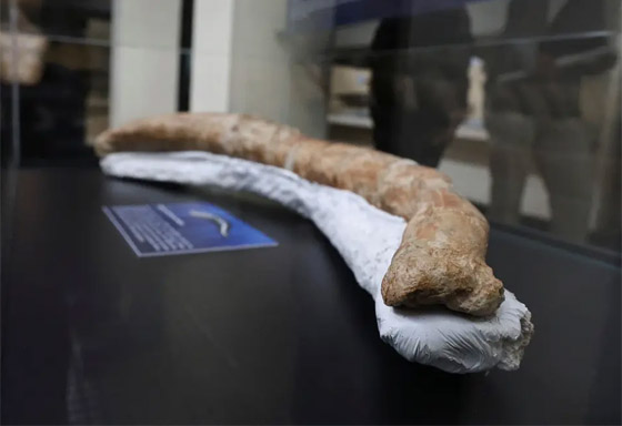 حوت من فجر التاريخ.. العثور على أضخم مخلوق عرفته الأرض! فيديو صورة رقم 4