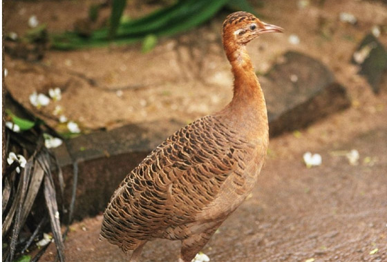 10 اكتشافات أثرية غريبة يعجز العلم عن فهمها رغم التطور العلمي صورة رقم 2