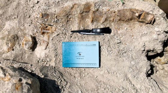 مصر: العثور على بقايا حوت صغير من الثدييات المائية المنقرضة صورة رقم 3