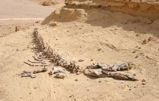 مصر: العثور على بقايا حوت صغير من الثدييات المائية المنقرضة صورة رقم 5
