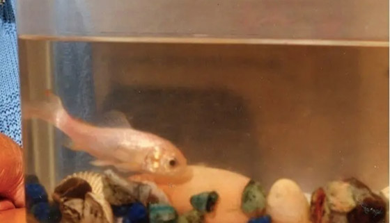 أكبر سمكة ذهبية سناً تدخل سجل غينيس.. كم عمرها؟ صورة رقم 3