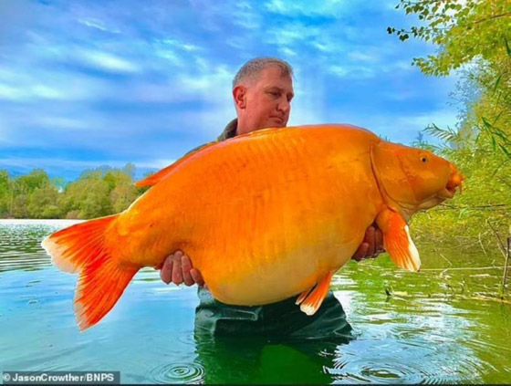 أكبر سمكة ذهبية سناً تدخل سجل غينيس.. كم عمرها؟ صورة رقم 4