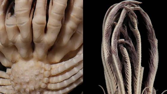 20 ذراع من الريش! العلماء يتعرفون على حيوان بحري لأول مرة (فيديو) صورة رقم 2