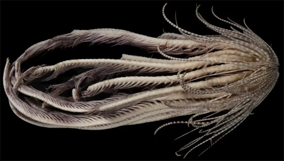 20 ذراع من الريش! العلماء يتعرفون على حيوان بحري لأول مرة (فيديو) صورة رقم 3