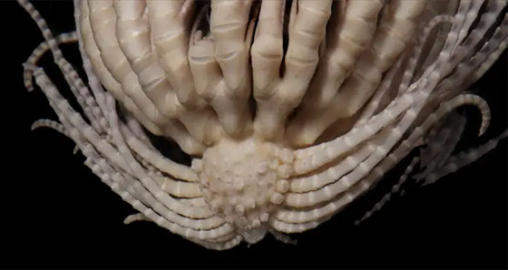 20 ذراع من الريش! العلماء يتعرفون على حيوان بحري لأول مرة (فيديو) صورة رقم 4