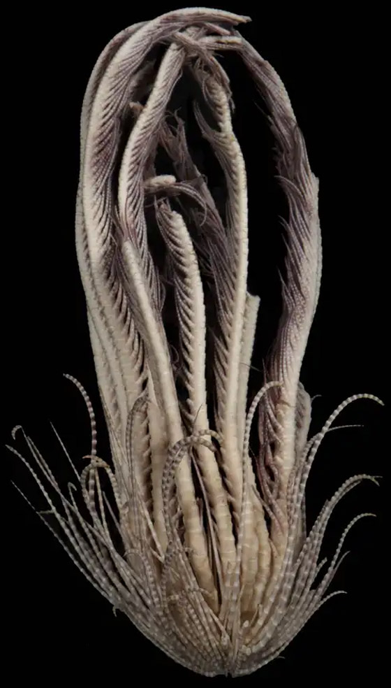 20 ذراع من الريش! العلماء يتعرفون على حيوان بحري لأول مرة (فيديو) صورة رقم 6