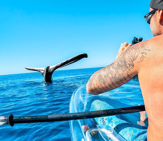 مشهد غريب وسط المحيط.. حوت يقف على رأسه بلا حركة! فيديو وصور صورة رقم 2