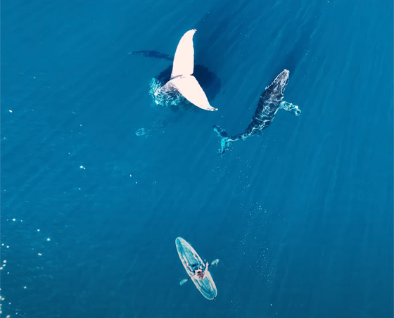 مشهد غريب وسط المحيط.. حوت يقف على رأسه بلا حركة! فيديو وصور صورة رقم 3