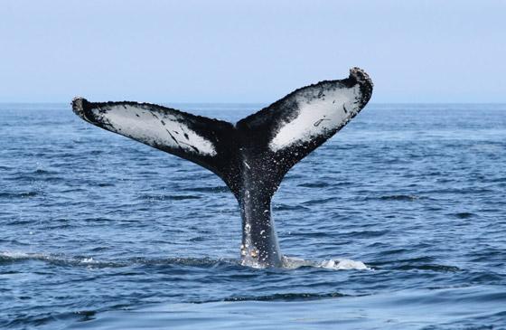 مشهد غريب وسط المحيط.. حوت يقف على رأسه بلا حركة! فيديو وصور صورة رقم 4