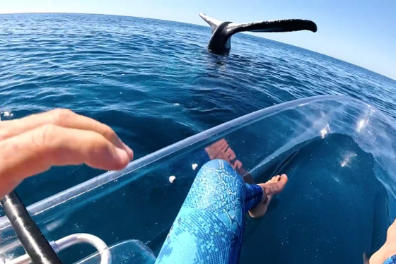 مشهد غريب وسط المحيط.. حوت يقف على رأسه بلا حركة! فيديو وصور صورة رقم 6