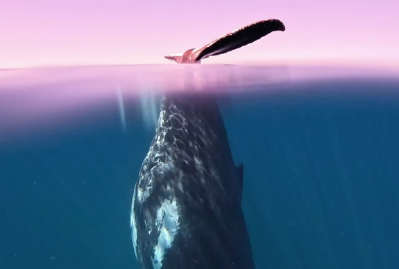 مشهد غريب وسط المحيط.. حوت يقف على رأسه بلا حركة! فيديو وصور صورة رقم 7