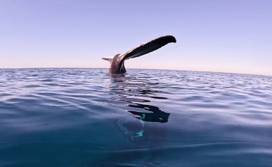 مشهد غريب وسط المحيط.. حوت يقف على رأسه بلا حركة! فيديو وصور صورة رقم 8