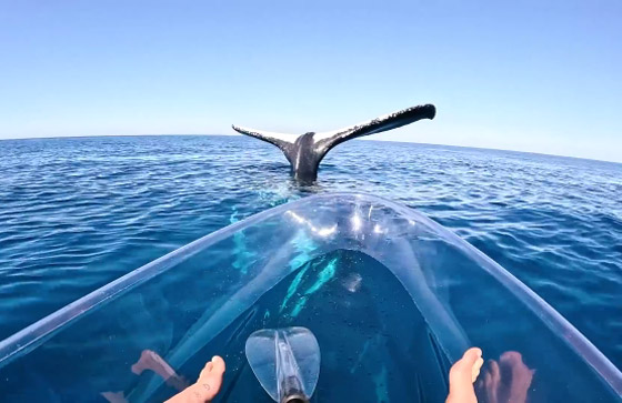 مشهد غريب وسط المحيط.. حوت يقف على رأسه بلا حركة! فيديو وصور صورة رقم 9