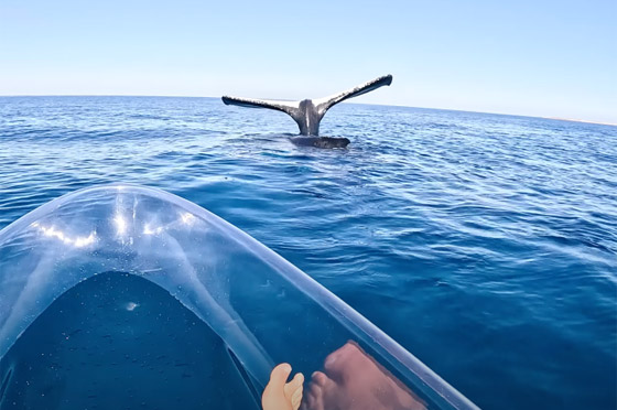 مشهد غريب وسط المحيط.. حوت يقف على رأسه بلا حركة! فيديو وصور صورة رقم 10