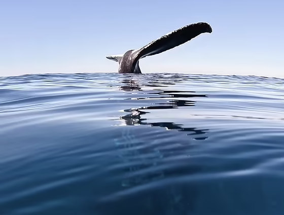 مشهد غريب وسط المحيط.. حوت يقف على رأسه بلا حركة! فيديو وصور صورة رقم 11