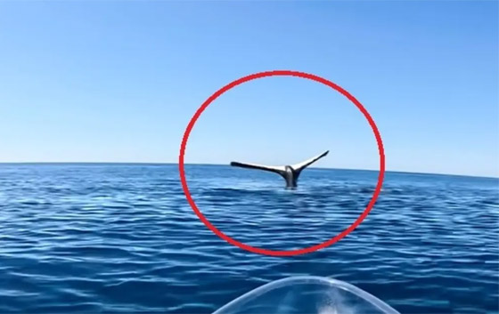 مشهد غريب وسط المحيط.. حوت يقف على رأسه بلا حركة! فيديو وصور صورة رقم 1