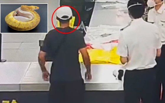 فيديو: مسافر صيني عثروا في جيوبه على 14 ثعبانا! صورة رقم 3 فيديو: مسافر صيني عثروا في جيوبه على 14 ثعبانا! صورة رقم 3