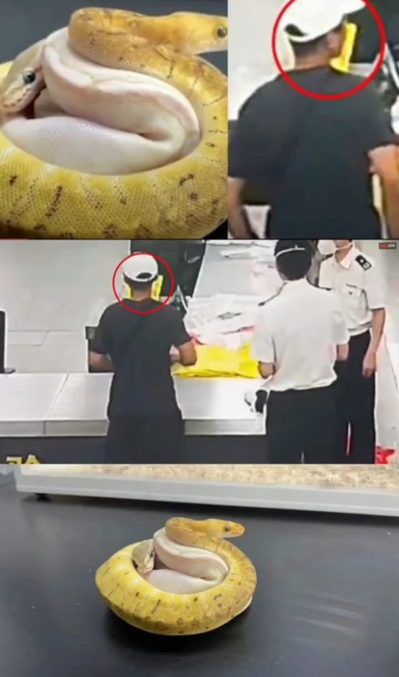 فيديو: مسافر صيني عثروا في جيوبه على 14 ثعبانا! صورة رقم 1 فيديو: مسافر صيني عثروا في جيوبه على 14 ثعبانا! صورة رقم 1