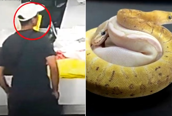 فيديو: مسافر صيني عثروا في جيوبه على 14 ثعبانا! صورة رقم 4 فيديو: مسافر صيني عثروا في جيوبه على 14 ثعبانا! صورة رقم 4