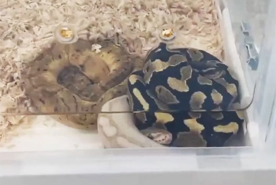 فيديو: مسافر صيني عثروا في جيوبه على 14 ثعبانا! صورة رقم 5 فيديو: مسافر صيني عثروا في جيوبه على 14 ثعبانا! صورة رقم 5