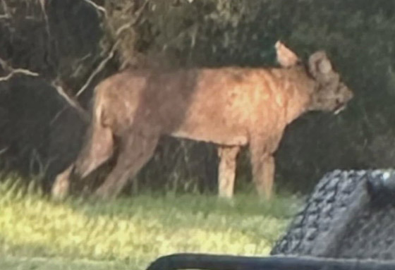 فيديو لحيوان غريب الشكل وغامض يحير المسؤولين في تكساس الأمريكية صورة رقم 2