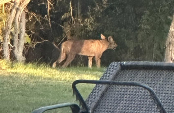 فيديو لحيوان غريب الشكل وغامض يحير المسؤولين في تكساس الأمريكية صورة رقم 3