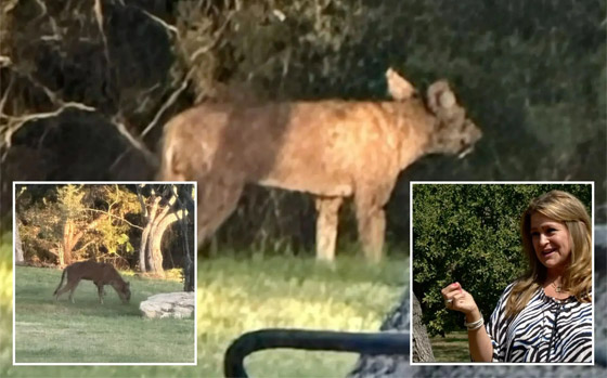 فيديو لحيوان غريب الشكل وغامض يحير المسؤولين في تكساس الأمريكية صورة رقم 1