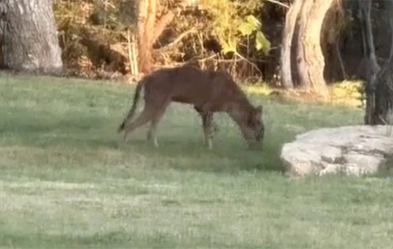 فيديو لحيوان غريب الشكل وغامض يحير المسؤولين في تكساس الأمريكية صورة رقم 4