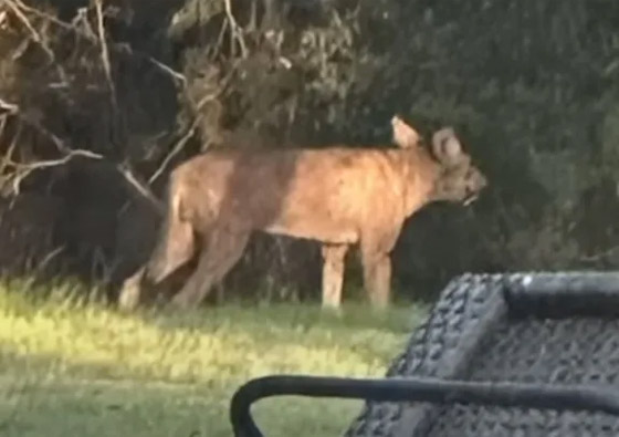 فيديو لحيوان غريب الشكل وغامض يحير المسؤولين في تكساس الأمريكية صورة رقم 5