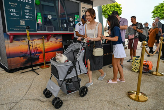 القطط المدللة تحصل على رحلات بحرية في سنغافورة صورة رقم 2