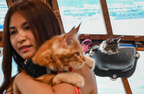 القطط المدللة تحصل على رحلات بحرية في سنغافورة صورة رقم 3