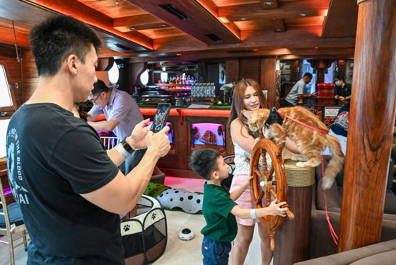 القطط المدللة تحصل على رحلات بحرية في سنغافورة صورة رقم 4