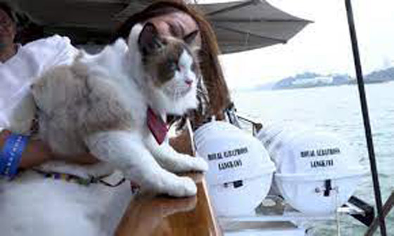 القطط المدللة تحصل على رحلات بحرية في سنغافورة صورة رقم 7