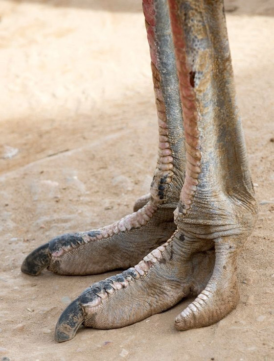 قبيلة غامضة بأقدام مشوهة تطورت لتسلق الأشجار صورة رقم 3