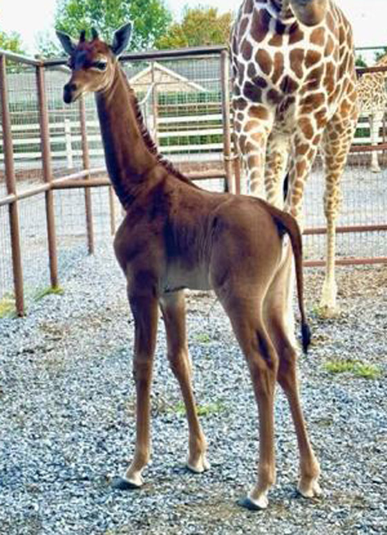 ولادة زرافة فريدة بأمريكا.. لا تملك جلدا مرقعا، والحديقة تطلق مسابقة لتسميتها صورة رقم 3